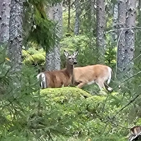 Ellivuori With Sauna And Balcony * Sastamala
